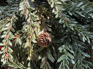 Hemlock Spray