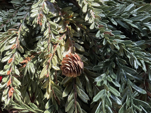 Hemlock Spray