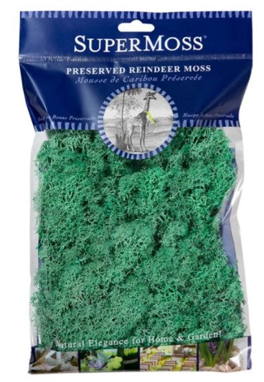 Reindeer Moss Mint