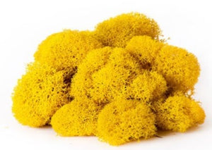 Reindeer Moss Sunflower