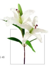 Everlasting Garden Lily Stem - White