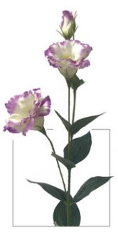 Everlasting Garden Lisianthus Stem - White/Purple
