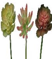Assorted Succulents 7.5-8