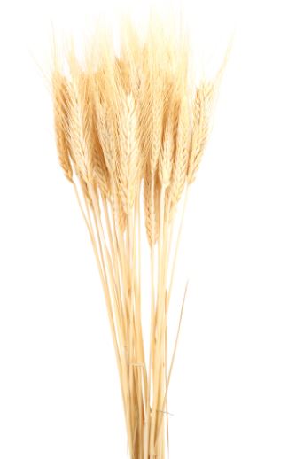 Dried Natural Wheat