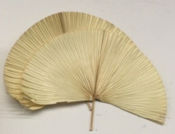 Palm Fan Bleached Dried XL