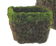 6" Square Twiggy  Vine/Moss Dish Garden Planter