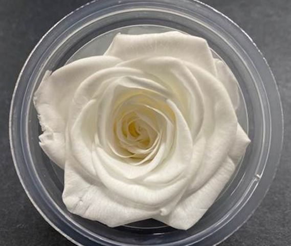 Rose Preserved Bright White