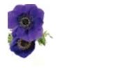 Enclosure Card - No Sentiment - Purple Anemone