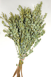 Eucalyptus - Parvifolia